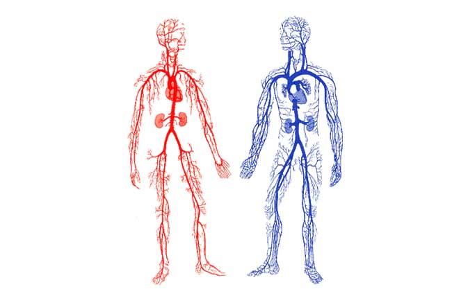 Anatomie 4 – Krev a krevní oběh