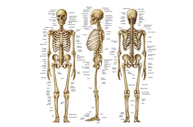 Anatomie 1 – Stavba a funkce kostí