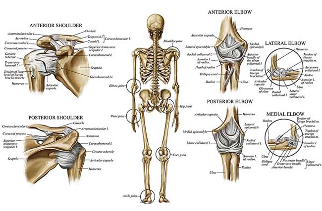 Anatomie 2 – Stavba a funkce kostních spojů